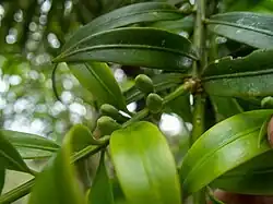 Podocarpus guatemalensis.