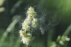 Cat grass (Dactylis glomerata) spreading pollen by wind