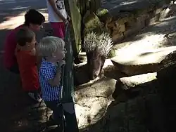 Porcupine compound and interested watchers