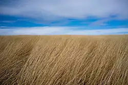 Prairie in Blue Mounds State Park, Mound Township