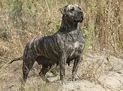 a heavy-jawed dog with brindle fawn coat