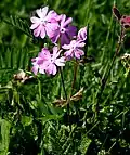bird’s-eye primrose