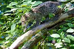 A juvenile fishing cat scaling down a thin tree branch headfirst in a left leaning manner. This kitten is surrounded by large green leaves.