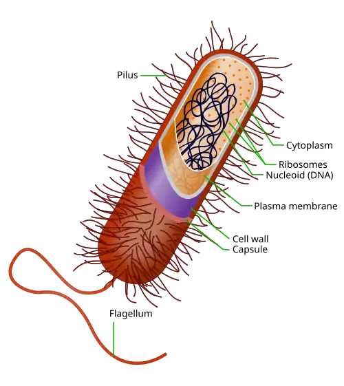 Prokaryote cell with structure and parts