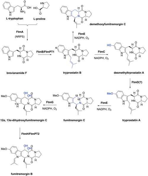 Proposed biosynthesis pathway of fumitremorgins