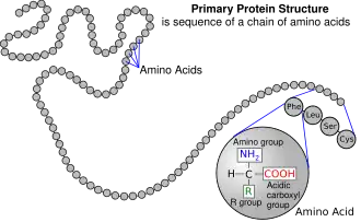 A protein depicted as a long unbranched string of linked circles each representing amino acids