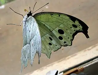 P. p. aethiops in Eswatini