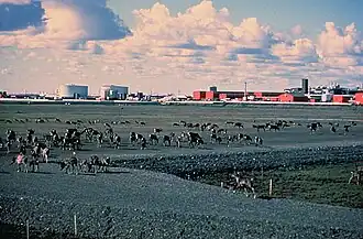 Caribou walk across a gravel pad at Kuparuk, 45 miles (72&nbsp;km) away from Prudhoe Bay, with oilfield facilities in the background.