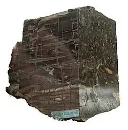 Image 27The trunk of early tree fern Psaronius, showing internal structure. The top of the plant would have been to the left of the image (from Evolutionary history of plants)