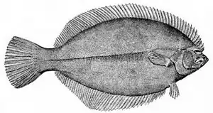 The winter flounder is asymmetrical, with both eyes lying on the same side of the head.