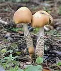 Psilocybe zapotecorum