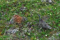 A ptarmigan and five chicks exhibit exceptional disruptive camouflage
