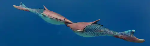 2024 P. rostrata reconstruction.