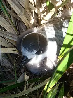 A motley white and grey bird nesting on the ground amongst foliage