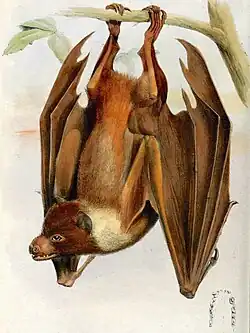 Drawing of brown bat