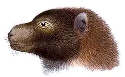 Drawing of brown bat head