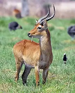 Brown bovid