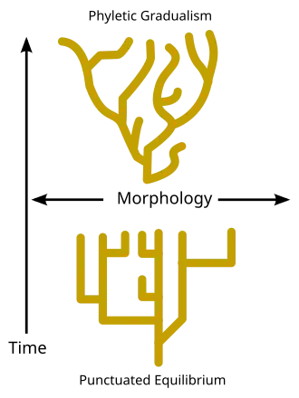 Image 9Phyletic gradualism, above, consists of relatively slow change over geological time. Punctuated equilibrium, bottom, consists of morphological stability and rare, relatively rapid bursts of evolutionary change. (from Speciation)