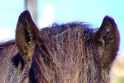 Severe purple fringing can be seen at the edges of the horse's forelock, mane, and ear.