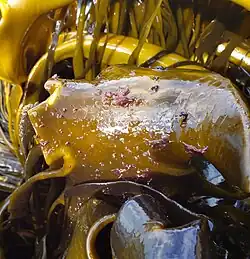 Growing D. antarctica at Allans Beach, Otago