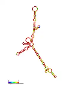 isrG Hfq binding RNA: Predicted secondary structure taken from the Rfam database. Family RF01390.