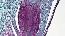 Root of corn with rootcap and coleorhiza