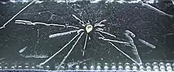 Radioactivity of a thorite mineral seen in a cloud chamber