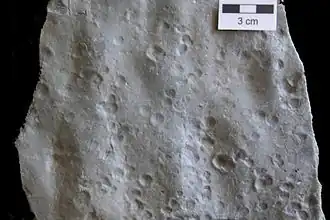 Photograph of trace raindrop impressions from Blue Beach.