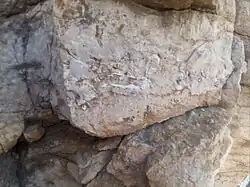 Crinoid fossils in a sample of Raytown Limestone. (Truman Sports Complex, Kansas City)