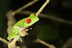 Image 13Red-eyed treefrog, Osa Peninsula, Costa Rica (from Tree frog)