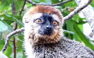 Red-fronted brown lemur showing fangs