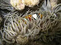 A. bicinctus (two-band anemonefish)