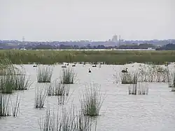 Reedy Lake with black swans in the midground