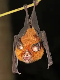 Brown bat