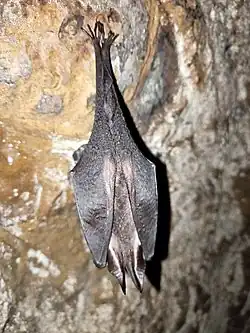 Brown bat