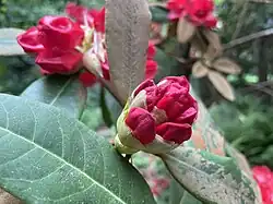 Rhododendron facetum flower buds at RHS Garden Wisley