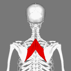 Position of rhomboid major muscle (shown in red).