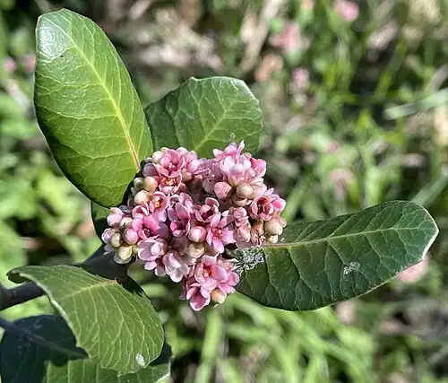 Flowers, Pottery Canyon Natural Park