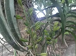 Fruits of Rhynchostylis retusa