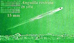 Glass eel on the online in situ microscope at the LEO project.