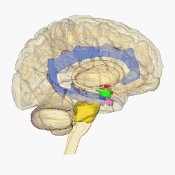 rotating human brain with various parts highlighted in different colors