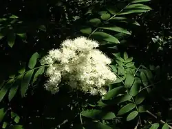 Cluster of fuzzy white flowers against foliage in dappled shadow