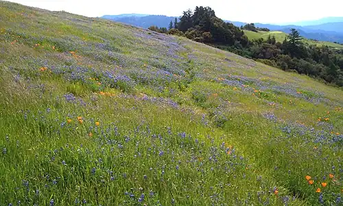 Russian Ridge Open Space Preserve