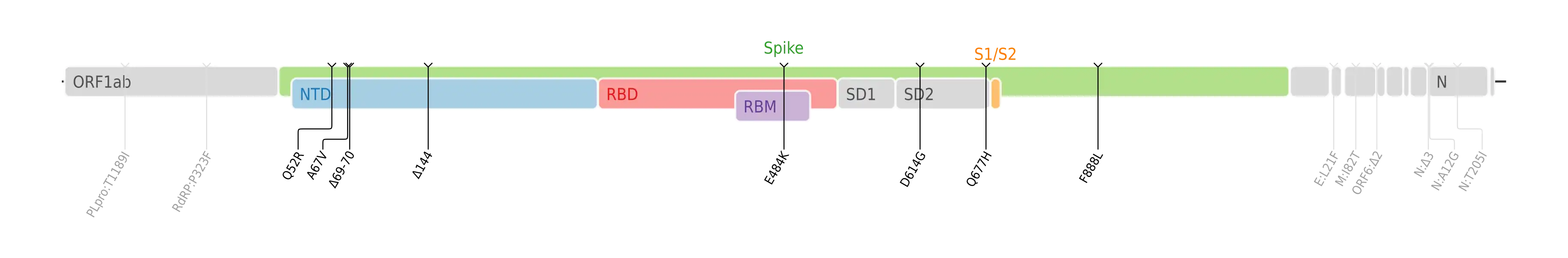 Amino acid mutations of SARS-CoV-2 Eta variant plotted on a genome map of SARS-CoV-2 with a focus on the spike.[5]