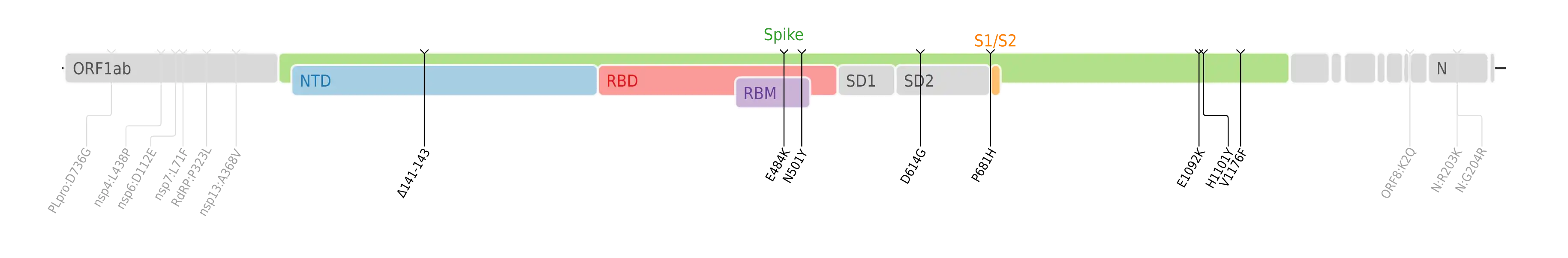 Amino acid mutations of SARS-CoV-2 Theta variant plotted on a genome map of SARS-CoV-2 with a focus on the spike.[7]