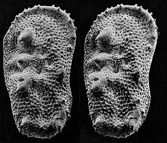 An SEM stereo pair of microfossils of less than 1&nbsp;mm in size (Ostracoda) produced by tilting along the longitudinal axis