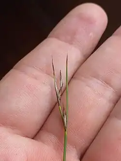 Flowering head of S. rigidus