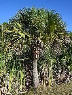Palm trees indicate a warmer paleoclimate