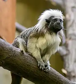 Cotton-top tamarin