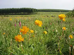 Grassland in Saihanba.